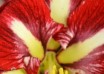 hippeastrum Barbados ® (3)